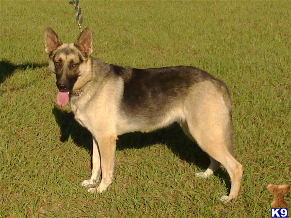 Dogs for Sale